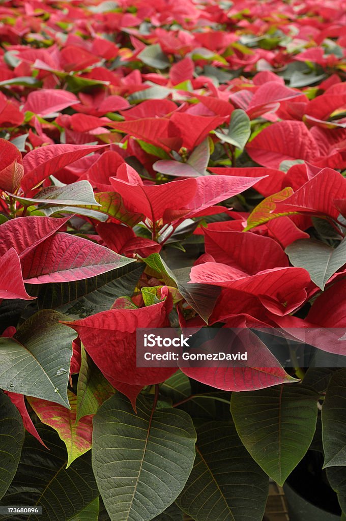 Close-up of Potted Red Poinsettias Growing in Greenhouse "Image of vibrant red Poinsettia plants being grown at a Pacific Coast nursery in preparation for the holiday season.Taken in Corralitos, California, USA.Please view related images below or click on the banner lightbox links to view additional images, from related categories." Christmas Stock Photo