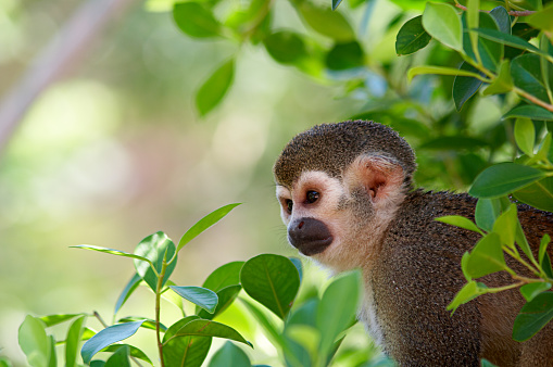 Young long-tailed macaque looking startled