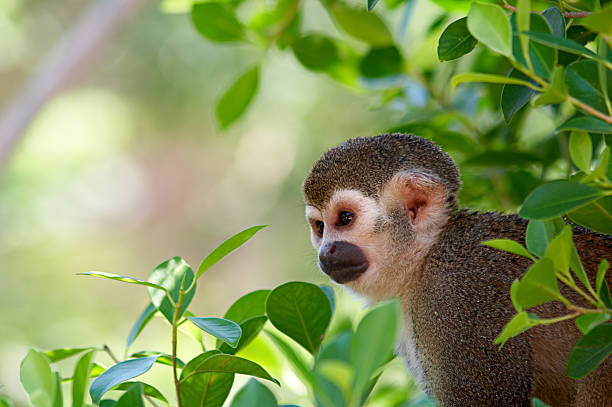 A squirrel monkey in its tree top habitat Common Squirrel Monkey in the tree canopy amazon river photos stock pictures, royalty-free photos & images