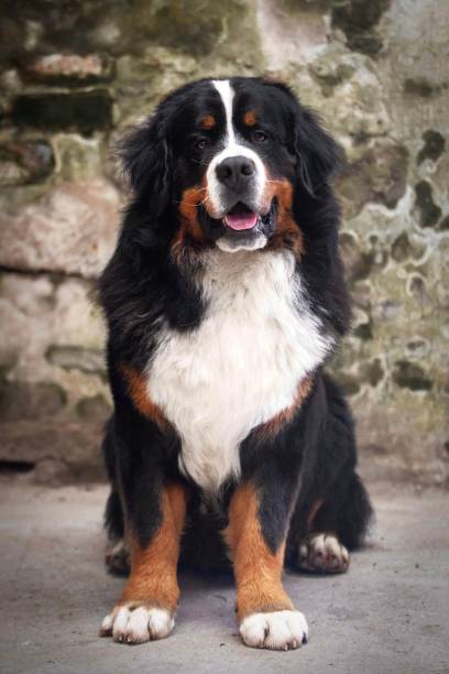 istock Rhum the Bernese Mountain Dog 1736812668