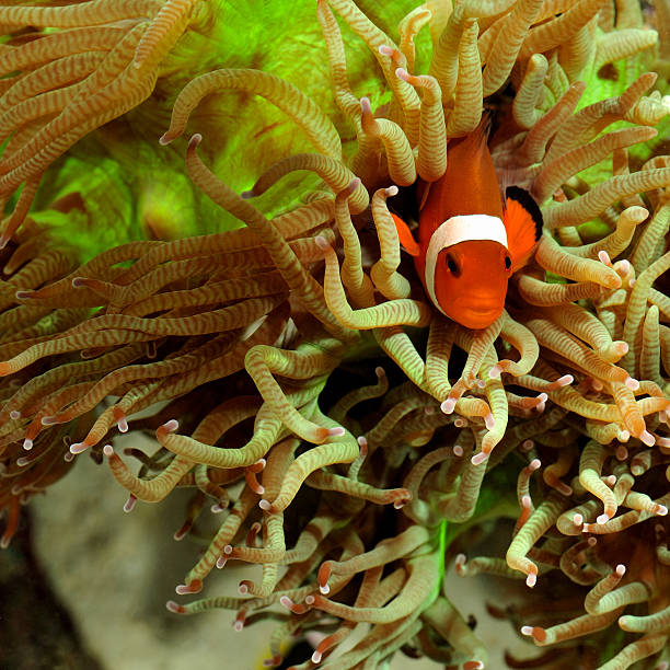 istock Clownfish living in coral  tentacles. 173681524