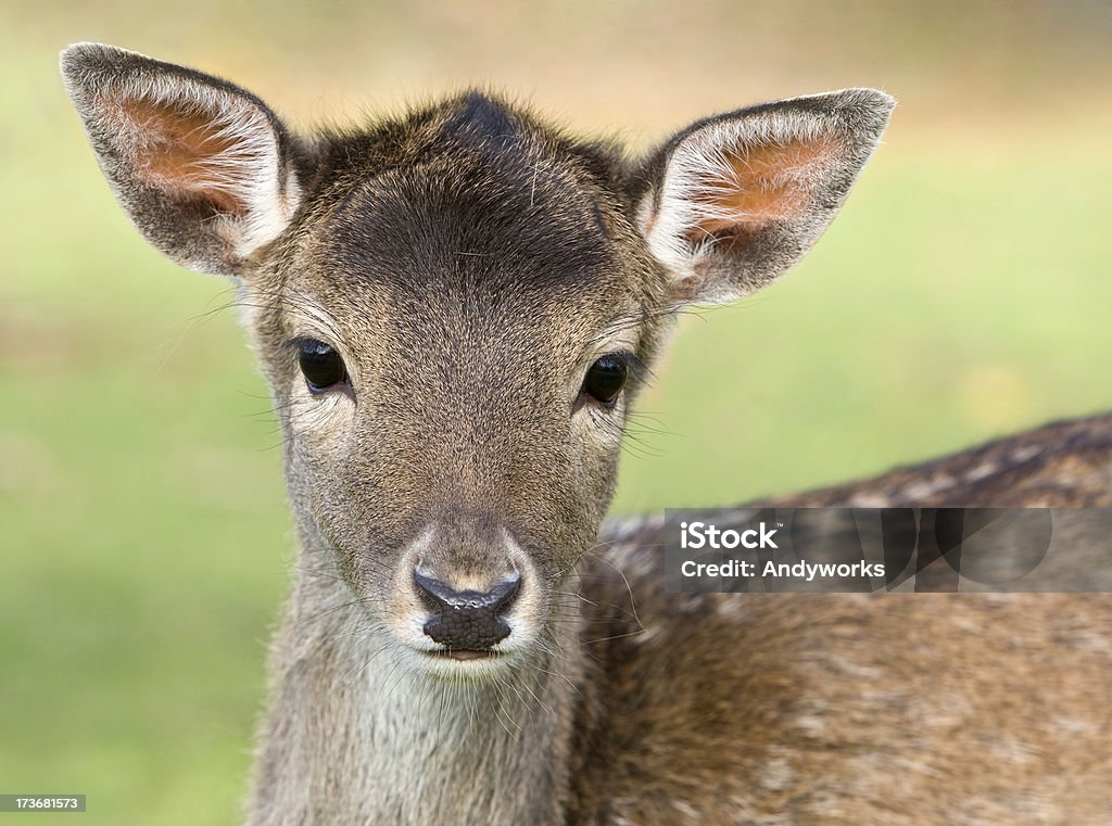 Junge Damhirsch - Lizenzfrei Rehkitz Stock-Foto