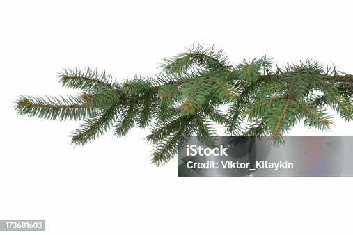 istock Fir-tree branch 173681603