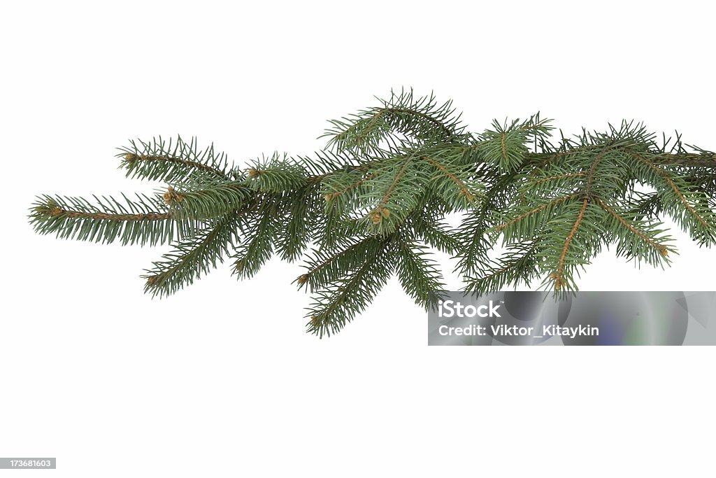 Fir-tree branch Fir-tree branch on the white background. Branch - Plant Part Stock Photo