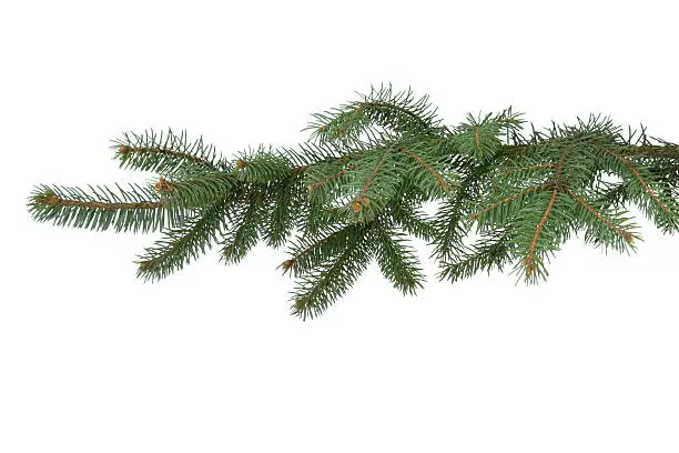 Fir-tree branch on the white background.