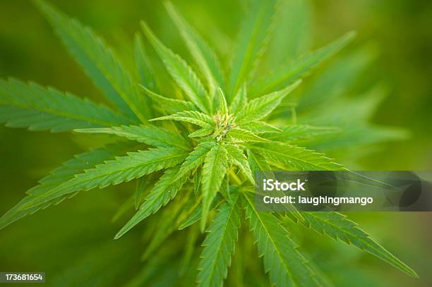 Медицинский Marijuana Сажают Альтернативная Медицина — стоковые фотографии и другие картинки Конопля