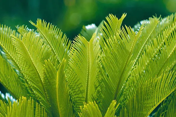 During springtime, new cycas leaves offer beautiful tinges of light green.