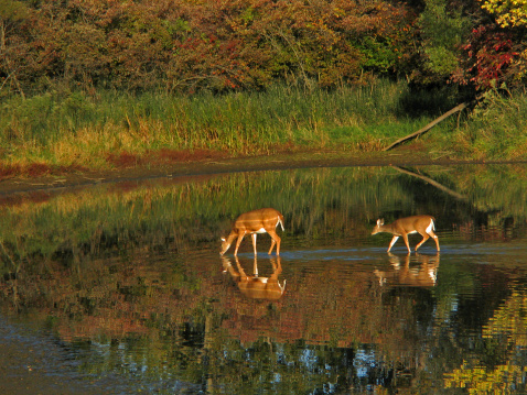 Two whitetail deer drinking in a pond with their reflection