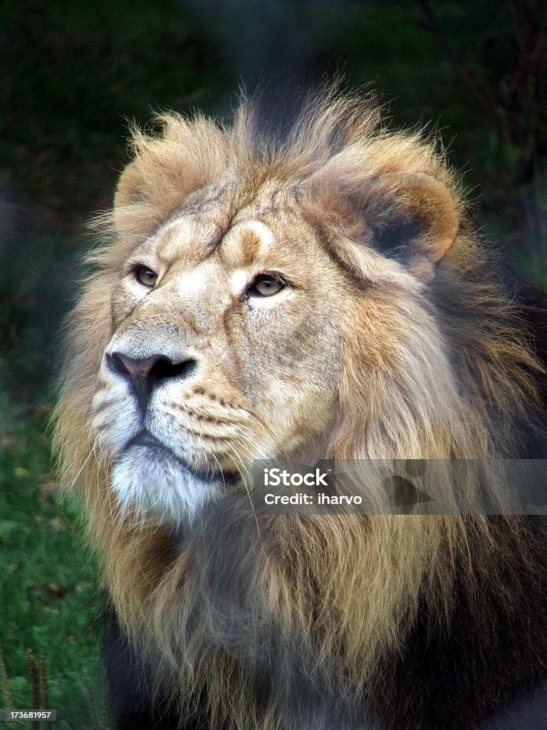 Male lion with dark mane standing on grass A magnificent lion, looking proud and powerful. Animal Stock Photo