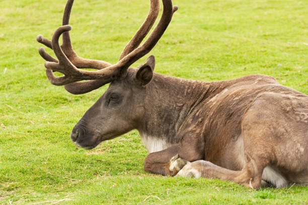 A woodland caribou