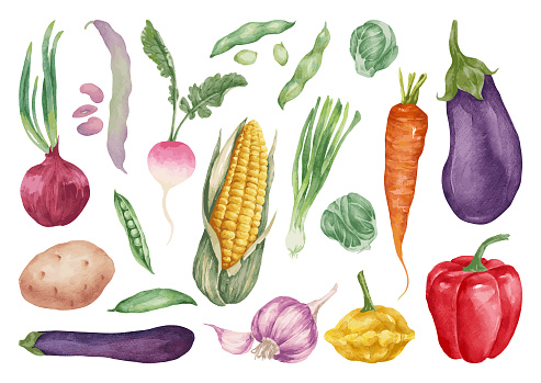 Set of various vegetables. Watercolor colorful vegetables for culinary blog, banner, social media post, as ingredients illustrations for healthy and vegetarian meals, recipes, printing.