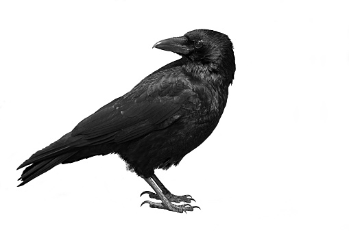 Carrion crow (Corvus corone corone) isolated on a white background. Black and white image developed with Adobe Lightroom.