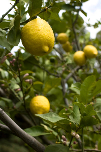 Lemon Tree