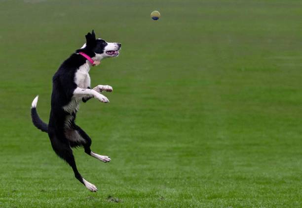 istock Boo The Border Collie 1736827199