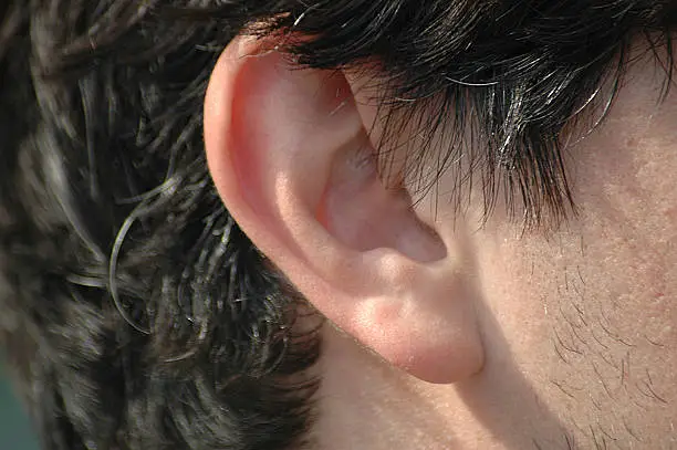 portrait of an ear