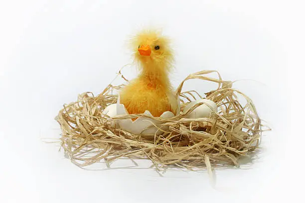 Duckling in its nest