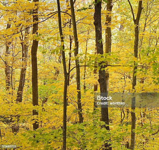 Gelben Blätter Wand Stockfoto und mehr Bilder von Ast - Pflanzenbestandteil - Ast - Pflanzenbestandteil, Baum, Bildhintergrund