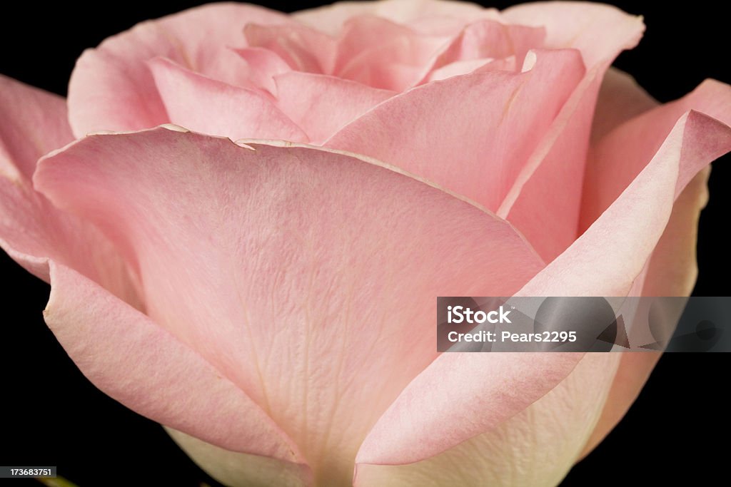 Beautiful Rose Series XL macro of a baby pink rose on a black background Pale Pink Stock Photo