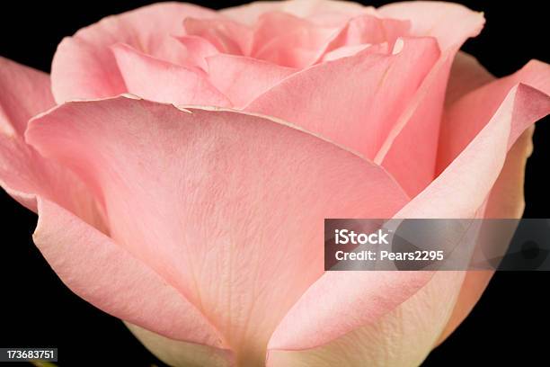 Beautiful Rose Series Xl Stock Photo - Download Image Now - Pale Pink, Rose - Flower, Backgrounds
