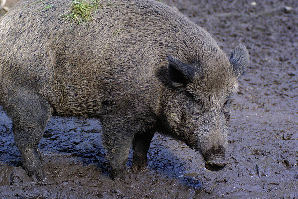 istock Wild boar in the mush 173683765