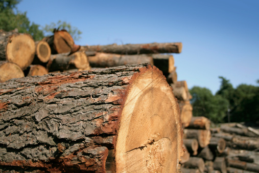 Closeup on lumber with forest in background. Short DOF. Could be used for the Canada-US timber crisis for example...