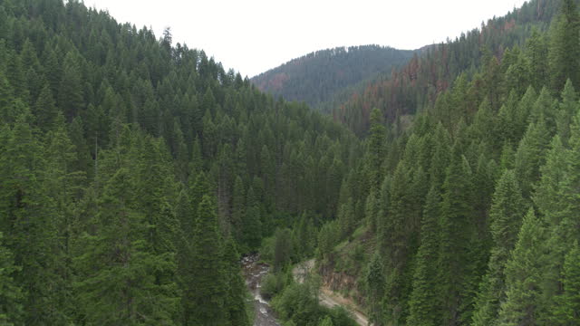Aerial over forested creek in Idaho near Riggins with pine tree mountains