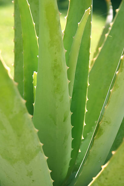 istock Aloe vera plant 173683856
