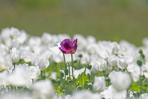 白いケシの花の間に紫色のケシの花の接写。 - poppy purple flower close up ストックフォトと画像