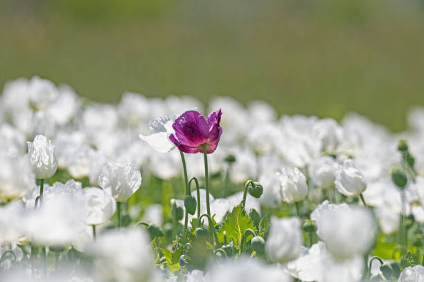 close-up purple poppy flower between white poppy flower. - poppy purple flower close up imagens e fotografias de stock