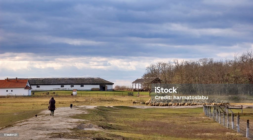 Sheeps - Стоковые фото Венгрия роялти-фри