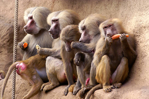 Family group of Hamadryas baboon monkeys resting with rocks as background