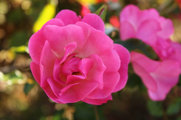 istock Beautiful rose close up view 1736842824