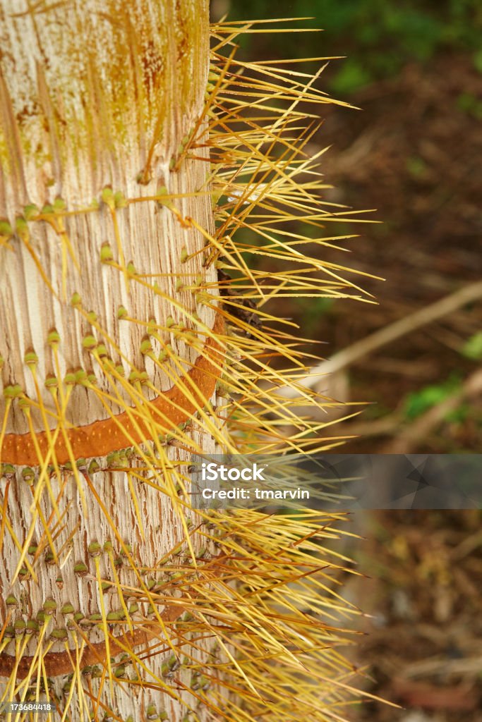 Les arêtes sur le Palmier Nobel - Photo de Aiguille - Partie d'une plante libre de droits