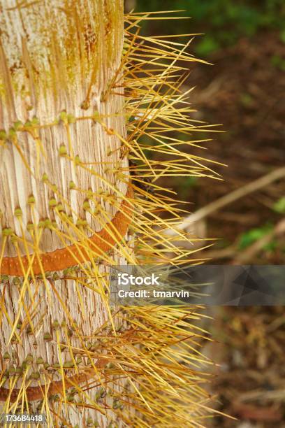 Spine Dorsali La Palma Nobel - Fotografie stock e altre immagini di Aculeo - Aculeo, Ago - Parte della pianta, Albero