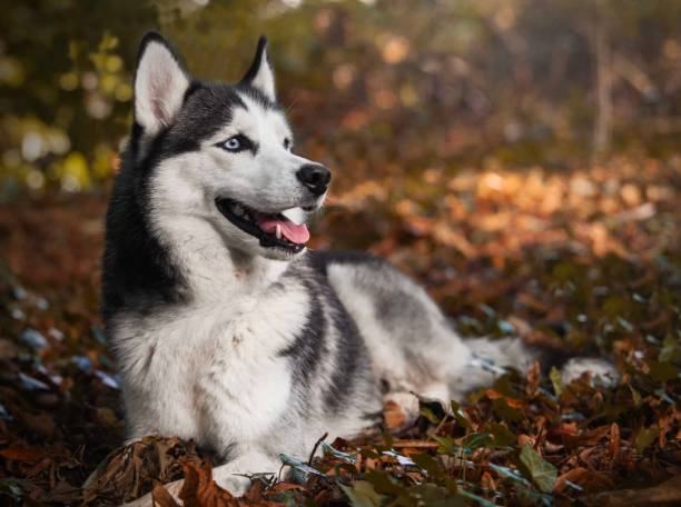 istock Luna the Siberian Husky 1736845570