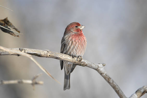 istock House Finch 173685309