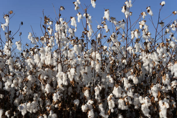istock A white cotton field at harvest time 1736855418