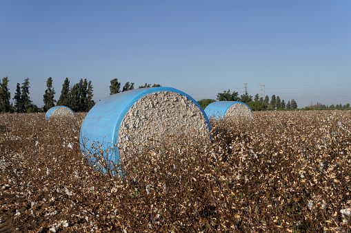 A cotton field is waiting to be picked with the cotton at its peak ripeness