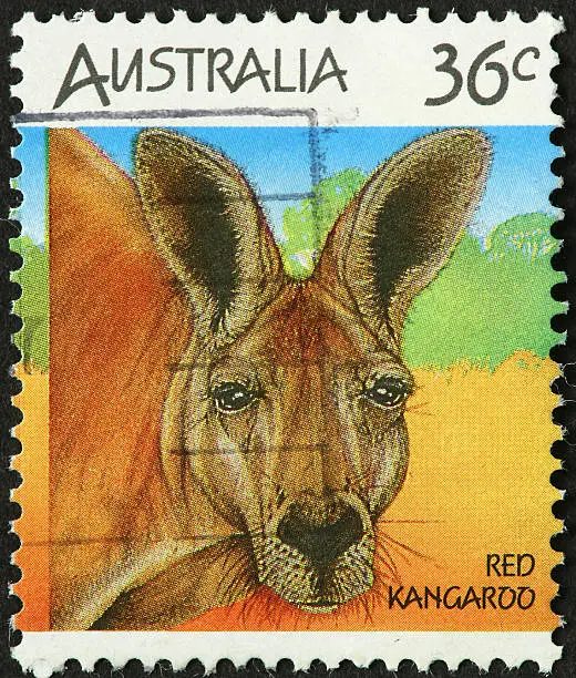 Photo of Red Kangaroo