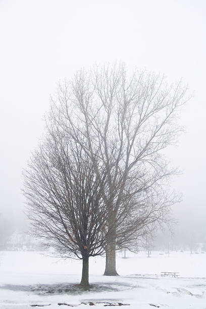 istock Winter fog 173685971