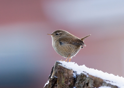 Mésange perchée un morceau de bois.