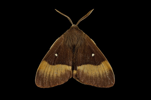 High resolution macro image of a male Oak eggar moth that is fluffy a bit.