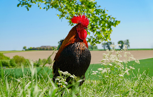 A healthy and proud rooster in the midst of green nature (free-range on an organic farm).