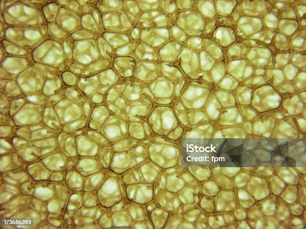 Cellular Structure Stock Photo - Download Image Now - Beauty, Biological Cell, Biology