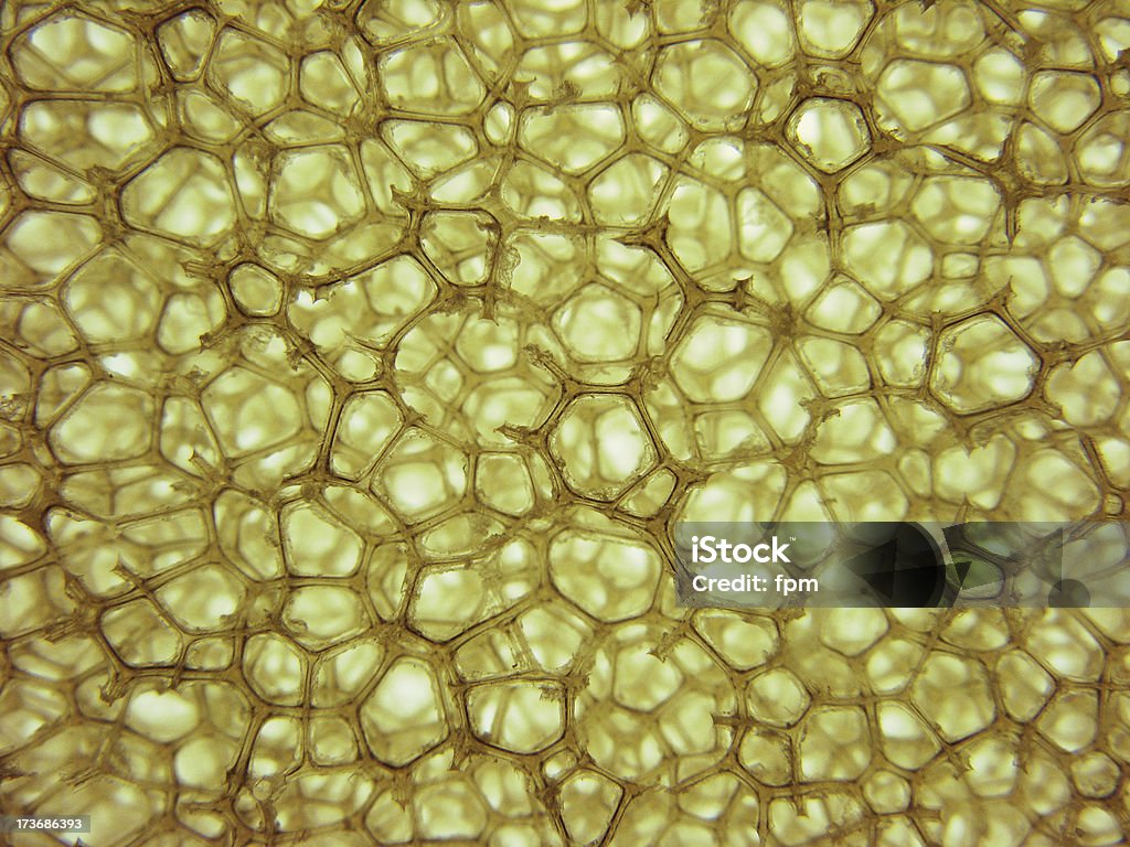 Клеточные структуры - Стоковые фото Биология роялти-фри