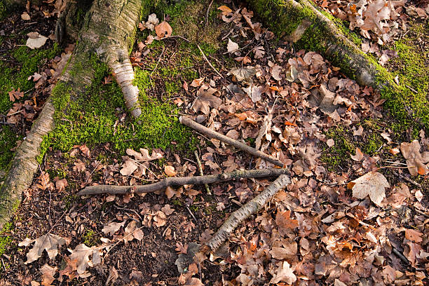 Arrow on forest ground stock photo
