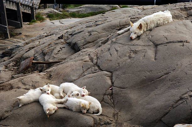 istock Arctic Dog family 173686972