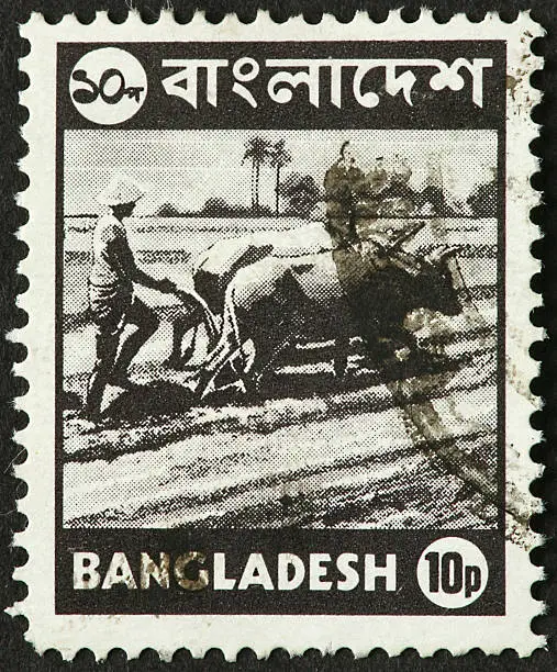 Bangladesh waterbuffalo plowing