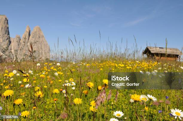 夏の草地 - エコツーリズムのストックフォトや画像を多数ご用意 - エコツーリズム, バランス, 人物なし