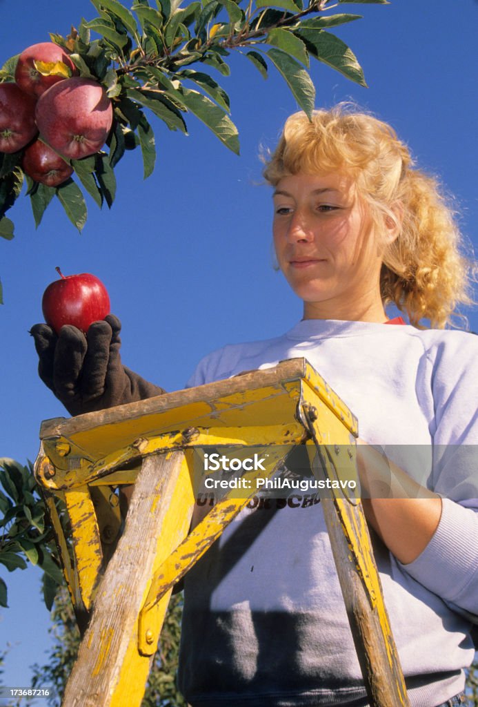 Orchard proprietário segurando a Maçã Red Delicious - Foto de stock de Adulto royalty-free